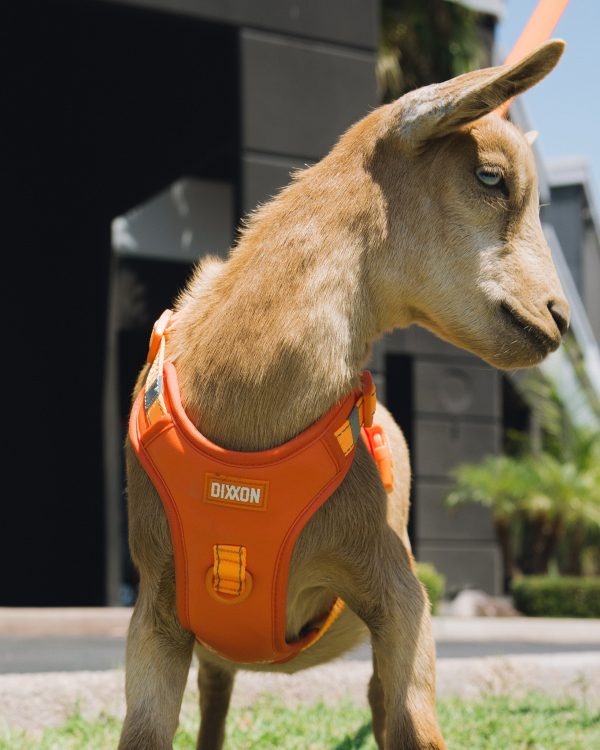 Mesh Dog Harness - Floro Orange Hot on Sale